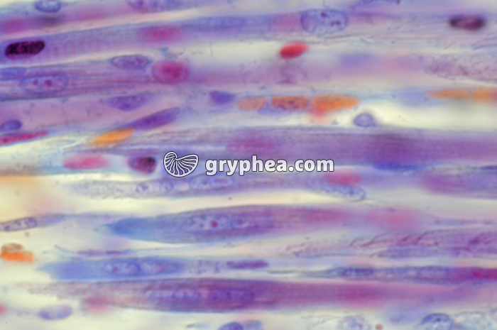 Cellules musculaires embryon de Souris x400 - gryphea.com